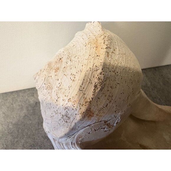 1 Medium to Somewhat Large Whelk Shell 10.5 " # 3030 - Picture 2 of 5